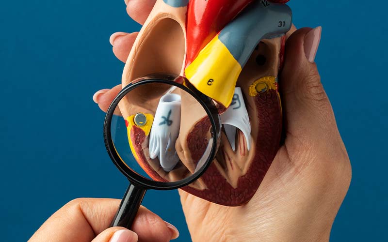 Mains qui tiennent une loupe devant un cœur